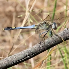 Unidentified Dragonfly (Anisoptera) at Yackandandah, VIC - 23 Feb 2024 by KylieWaldon