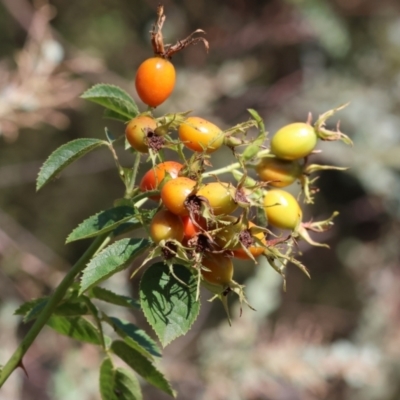 Rosa rubiginosa (Sweet Briar, Eglantine) at Yackandandah, VIC - 23 Feb 2024 by KylieWaldon