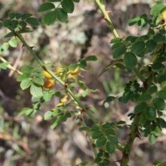 Rosa rubiginosa at Yackandandah, VIC - 24 Feb 2024