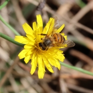 Apis mellifera at Yackandandah, VIC - 24 Feb 2024