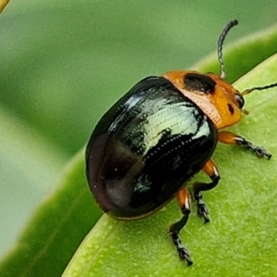 Callidemum sp01 (Unidentified Leaf Beetle) at Wairo Beach and Dolphin Point - 24 Feb 2024 by trevorpreston
