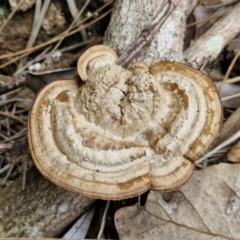 Unidentified Uncategorised Fungi at Wairo Beach and Dolphin Point - 24 Feb 2024 by trevorpreston