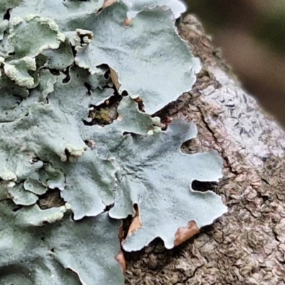 Unidentified Lichen at Wairo Beach and Dolphin Point - 24 Feb 2024 by trevorpreston