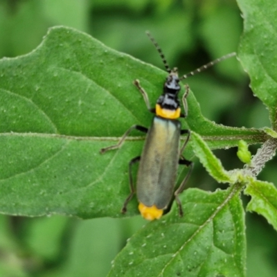 Chauliognathus lugubris (Plague Soldier Beetle) at Dolphin Point, NSW - 24 Feb 2024 by trevorpreston