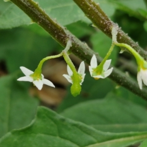 Solanum chenopodioides at Wairo Beach and Dolphin Point - 24 Feb 2024 03:57 PM