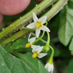 Solanum chenopodioides at Wairo Beach and Dolphin Point - 24 Feb 2024 03:57 PM