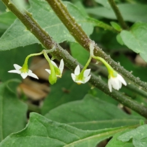 Solanum chenopodioides at Wairo Beach and Dolphin Point - 24 Feb 2024