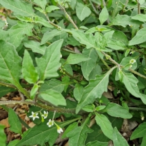 Solanum chenopodioides at Wairo Beach and Dolphin Point - 24 Feb 2024 03:57 PM