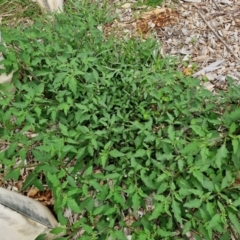 Solanum chenopodioides at Wairo Beach and Dolphin Point - 24 Feb 2024 03:57 PM