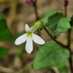 Lobelia purpurascens (White Root) at Dolphin Point, NSW - 24 Feb 2024 by trevorpreston