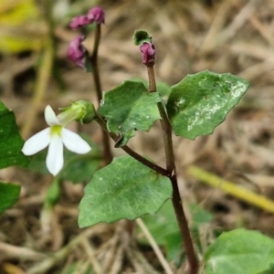 Lobelia purpurascens at Wairo Beach and Dolphin Point - 24 Feb 2024 03:55 PM