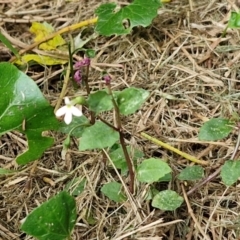 Lobelia purpurascens at Wairo Beach and Dolphin Point - 24 Feb 2024 03:55 PM