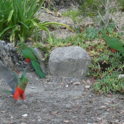 Alisterus scapularis (Australian King-Parrot) at Flea Bog Flat to Emu Creek Corridor - 24 Feb 2024 by JohnGiacon