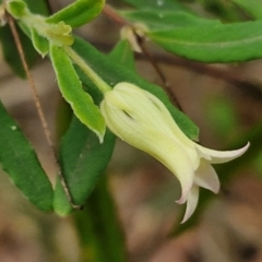 Billardiera mutabilis (Climbing Apple Berry, Apple Berry, Snot Berry, Apple Dumblings, Changeable Flowered Billardiera) at Ulladulla Wildflower Reserve - 24 Feb 2024 by trevorpreston