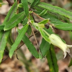 Billardiera mutabilis at Ulladulla Wildflower Reserve - 24 Feb 2024 03:20 PM