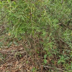 Billardiera mutabilis at Ulladulla Wildflower Reserve - 24 Feb 2024