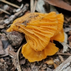 Cantharellus concinnus (Pink Chantarelle) at Ulladulla, NSW - 24 Feb 2024 by trevorpreston