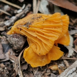 Cantharellus concinnus at Ulladulla Wildflower Reserve - 24 Feb 2024