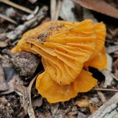 Cantharellus concinnus (Pink Chantarelle) at Ulladulla Wildflower Reserve - 24 Feb 2024 by trevorpreston