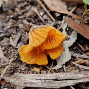 Cantharellus concinnus at Ulladulla Wildflower Reserve - 24 Feb 2024