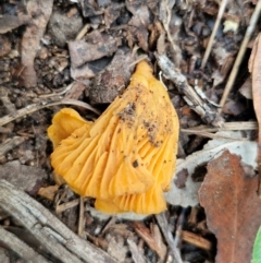 Cantharellus concinnus at Ulladulla Wildflower Reserve - 24 Feb 2024