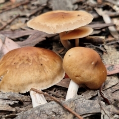 Unidentified Cap on a stem; gills below cap [mushrooms or mushroom-like] at Ulladulla Wildflower Reserve - 24 Feb 2024 by trevorpreston