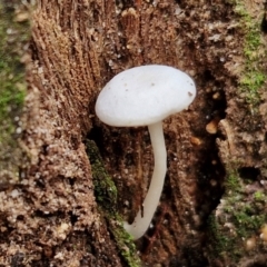 Unverified Cap on a stem; gills below cap [mushrooms or mushroom-like] at Ulladulla Wildflower Reserve - 24 Feb 2024 by trevorpreston