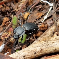 Cardiothorax monarensis (Darkling beetle) at Ulladulla, NSW - 24 Feb 2024 by trevorpreston