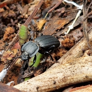 Cardiothorax monarensis at Ulladulla Wildflower Reserve - 24 Feb 2024 03:12 PM