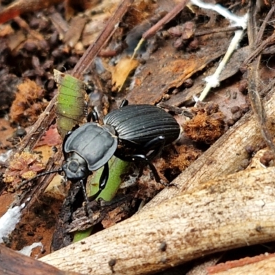Cardiothorax monarensis (Darkling beetle) at Ulladulla, NSW - 24 Feb 2024 by trevorpreston