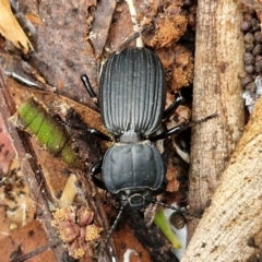 Cardiothorax monarensis at Ulladulla Wildflower Reserve - 24 Feb 2024 03:12 PM