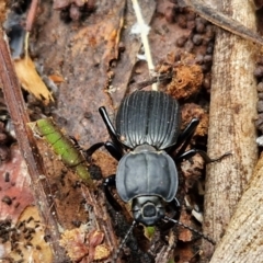 Cardiothorax monarensis at Ulladulla Wildflower Reserve - 24 Feb 2024 03:12 PM