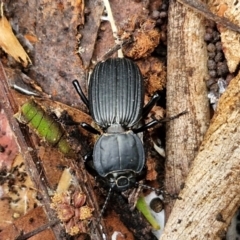 Cardiothorax monarensis at Ulladulla Wildflower Reserve - 24 Feb 2024 03:12 PM