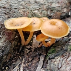 Unidentified Cap on a stem; gills below cap [mushrooms or mushroom-like] at Ulladulla Wildflower Reserve - 24 Feb 2024 by trevorpreston