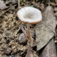 Unverified Cap on a stem; gills below cap [mushrooms or mushroom-like] at Ulladulla Wildflower Reserve - 24 Feb 2024 by trevorpreston