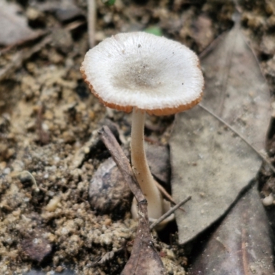 Unidentified Cap on a stem; gills below cap [mushrooms or mushroom-like] at Ulladulla Wildflower Reserve - 24 Feb 2024 by trevorpreston