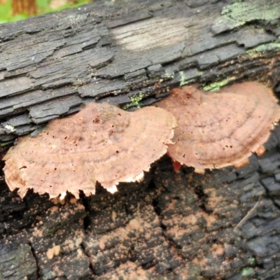 Unidentified Shelf-like to hoof-like & usually on wood at Ulladulla Wildflower Reserve - 24 Feb 2024 by trevorpreston