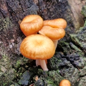 Gymnopus sp. at Ulladulla Wildflower Reserve - 24 Feb 2024