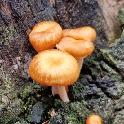 Gymnopus sp. at Ulladulla Wildflower Reserve - 24 Feb 2024 by trevorpreston