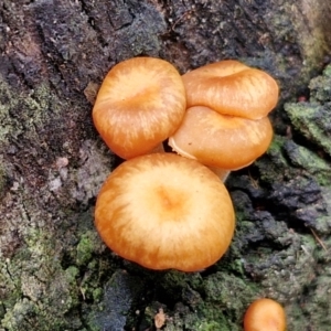 Gymnopus sp. at Ulladulla Wildflower Reserve - 24 Feb 2024