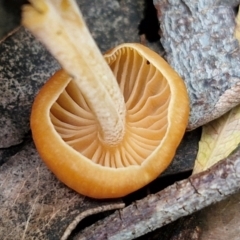 Gymnopus sp. at Ulladulla Wildflower Reserve - 24 Feb 2024