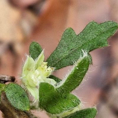 Xanthosia pilosa (Woolly Xanthosia) at Ulladulla Wildflower Reserve - 24 Feb 2024 by trevorpreston