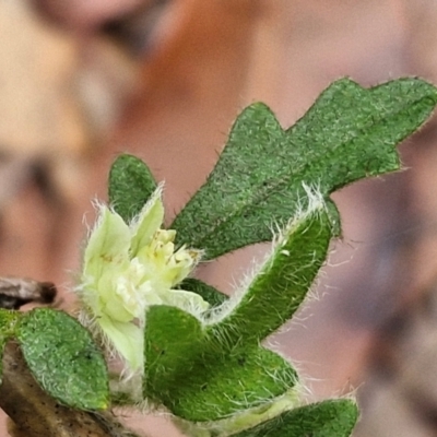Xanthosia pilosa (Woolly Xanthosia) at Ulladulla, NSW - 24 Feb 2024 by trevorpreston