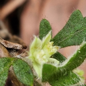 Xanthosia pilosa at Ulladulla Wildflower Reserve - 24 Feb 2024