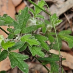 Xanthosia pilosa at Ulladulla Wildflower Reserve - 24 Feb 2024