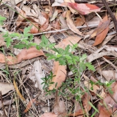 Xanthosia pilosa at Ulladulla Wildflower Reserve - 24 Feb 2024