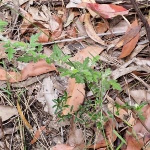 Xanthosia pilosa at Ulladulla Wildflower Reserve - 24 Feb 2024 02:58 PM