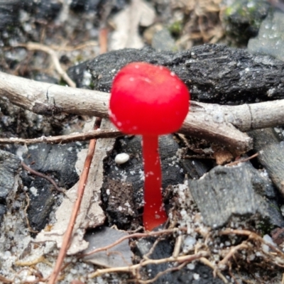 Hygrocybe sp. ‘red’ (A Waxcap) at Ulladulla, NSW - 24 Feb 2024 by trevorpreston