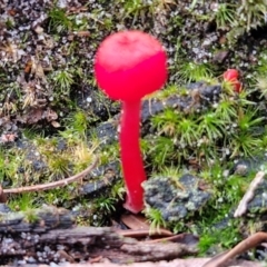 Hygrocybe sp. ‘red’ at Ulladulla Wildflower Reserve - 24 Feb 2024