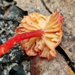 Hygrocybe sp. ‘red’ at Ulladulla Wildflower Reserve - 24 Feb 2024